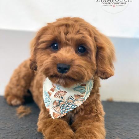 Shampooch Dog Grooming Albury Wodonga Footscray