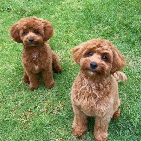 Shampooch Dog Grooming Albury Wodonga