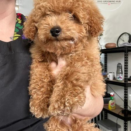 Shampooch Dog Grooming Albury Wodonga
