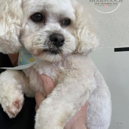 Shampooch Dog Grooming Albury Wodonga