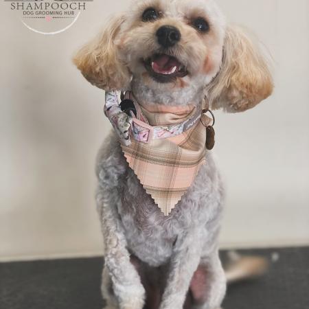 Shampooch Dog Grooming Albury Wodonga