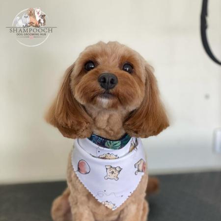 Shampooch Dog Grooming Albury Wodonga