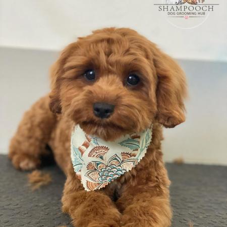 Shampooch Dog Grooming Albury Wodonga