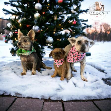 Shampooch Dog Grooming Albury Wodonga