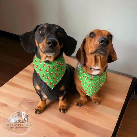Shampooch Dog Grooming Albury Wodonga
