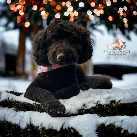 Shampooch Dog Grooming Albury Wodonga