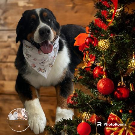 Shampooch Dog Grooming Albury Wodonga