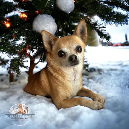 Shampooch Dog Grooming Albury Wodonga