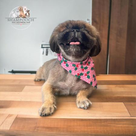 Shampooch Dog Grooming Albury Wodonga