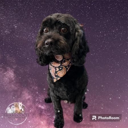 Shampooch Dog Grooming Albury Wodonga