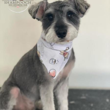 Shampooch Dog Grooming Albury Wodonga