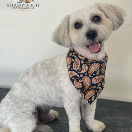Shampooch Dog Grooming Albury Wodonga