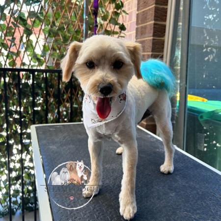 Shampooch Dog Grooming Albury Wodonga