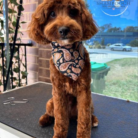 Shampooch Dog Grooming Albury Wodonga