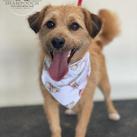 Shampooch Dog Grooming Albury Wodonga