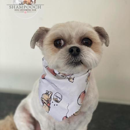 Shampooch Dog Grooming Albury Wodonga