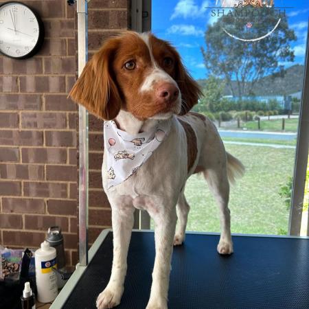 Shampooch Dog Grooming Albury Wodonga Footscray