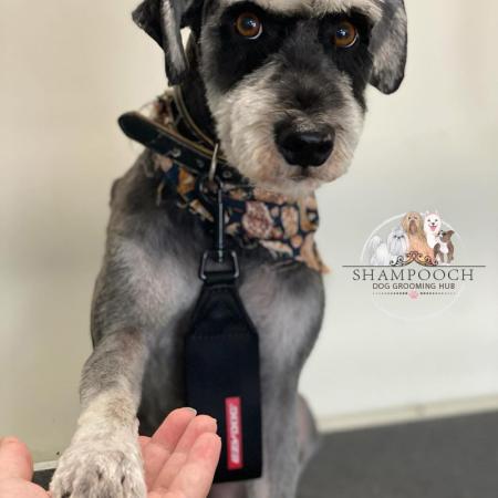 Shampooch Dog Grooming Albury Wodonga Footscray