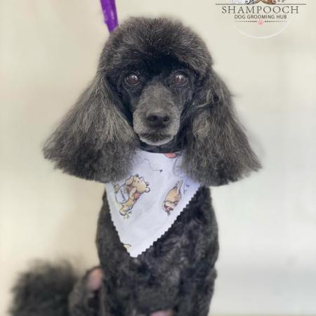 Shampooch Dog Grooming Albury Wodonga Footscray