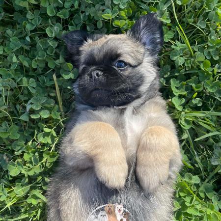 Shampooch Dog Grooming Albury Wodonga Footscray
