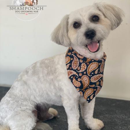 Shampooch Dog Grooming Albury Wodonga Footscray