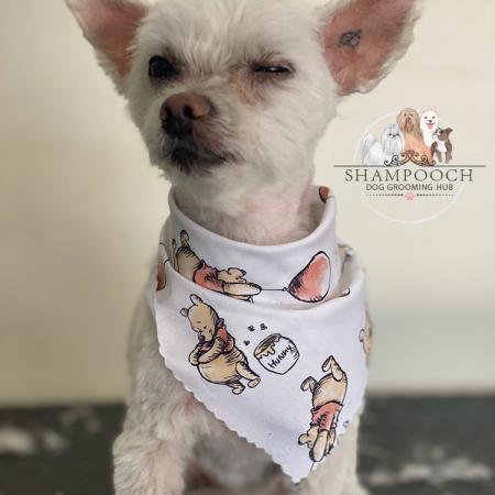 Shampooch Dog Grooming Albury Wodonga Footscray
