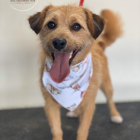 Shampooch Dog Grooming Albury Wodonga Footscray