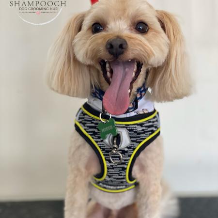 Shampooch Dog Grooming Albury Wodonga Footscray